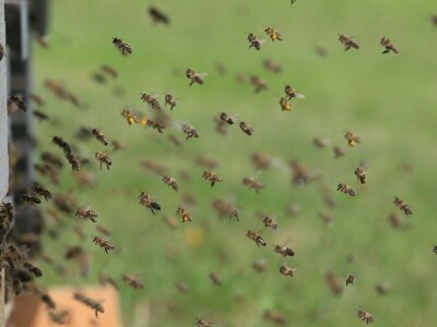 Mikroorganizmi u pčelarstvu