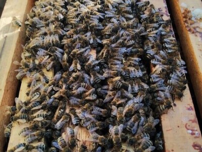 Mikroorganizmi u pčelarstvu