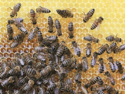 Mikroorganizmi u pčelarstvu