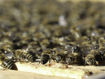 Mikroorganizmi u pčelarstvu