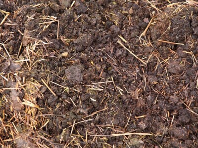 Mikroorganizmi u pčelarstvu