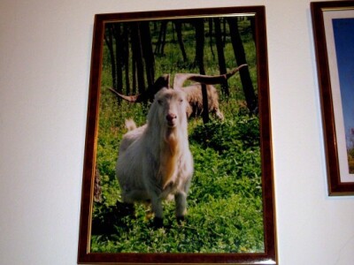 Fotografija ima počasno mesto u kući Timića Fotografija ima počasno mesto u kući Timića