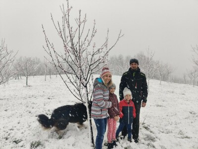 JUČER U KUPLJENSKOM KOD VOJNIĆA - Snijeg prekrio 40 hektara voćnjaka obitelji Jirija Mikulića!