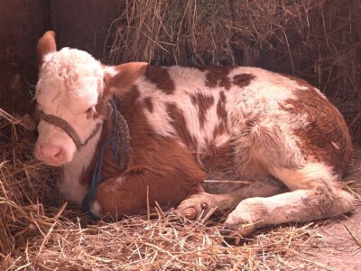 Milan Isaković - Niska cena tovnih bikova onemogućava mi proširenje proizvodnje