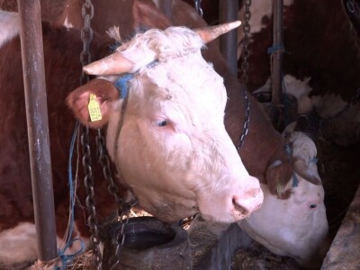 Milan Isaković - Niska cena tovnih bikova onemogućava mi proširenje proizvodnje