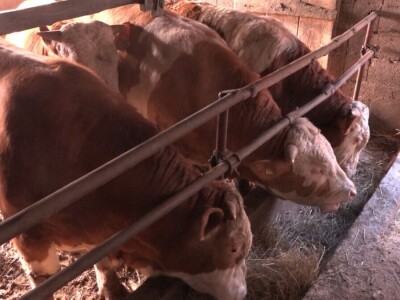 Milan Isaković - Niska cena tovnih bikova onemogućava mi proširenje proizvodnje