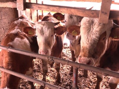 Milan Isaković - Niska cena tovnih bikova onemogućava mi proširenje proizvodnje