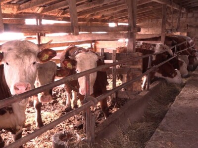 Milan Isaković - Niska cena tovnih bikova onemogućava mi proširenje proizvodnje