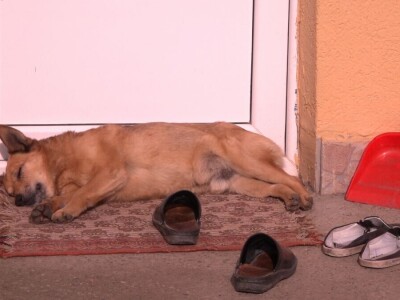 Milan Isaković - Niska cena tovnih bikova onemogućava mi proširenje proizvodnje