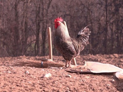 Milan Isaković - Niska cena tovnih bikova onemogućava mi proširenje proizvodnje