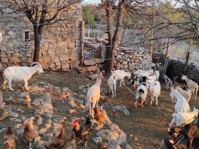 U PODGORJU VELEBITA - Borba Milana Kneževića sa medvjedom u Kitnjastoj Glavici U PODGORJU VELEBITA - Borba Milana Kneževića sa medvjedom u Kitnjastoj Glavici
