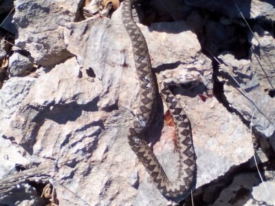 MILAN KNEŽEVIĆ - Vjerovali ili ne: Molitvom spašava blago od smrtonosnih ugriza poskoka!