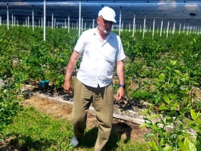 Milan Kočić se sprema za drugug berbu "plavog blaga" - mnogo rada do uspjeha