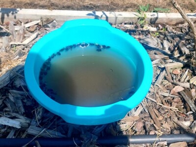 Milan Kočić se sprema za drugug berbu "plavog blaga" - mnogo rada do uspjeha