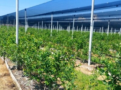 Milan Kočić se sprema za drugug berbu "plavog blaga" - mnogo rada do uspjeha