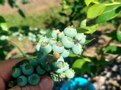 Milan Kočić se sprema za drugug berbu "plavog blaga" - mnogo rada do uspjeha