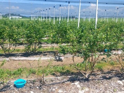 Milan Kočić se sprema za drugug berbu "plavog blaga" - mnogo rada do uspjeha