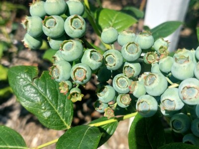 Milan Kočić se sprema za drugug berbu "plavog blaga" - mnogo rada do uspjeha