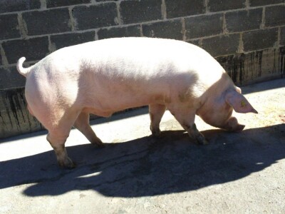 Milan Macanović: Danska genetika je vrhunska i imala je efekta