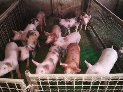 Milan Macanović: Danska genetika je vrhunska i imala je efekta