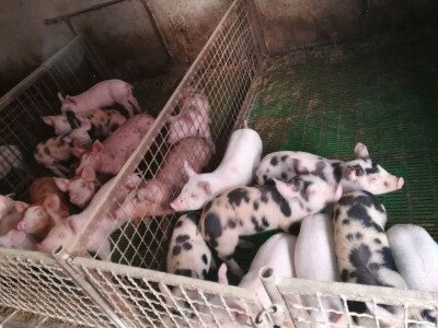 Milan Macanović: Danska genetika je vrhunska i imala je efekta