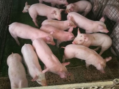 Milan Macanović: Danska genetika je vrhunska i imala je efekta