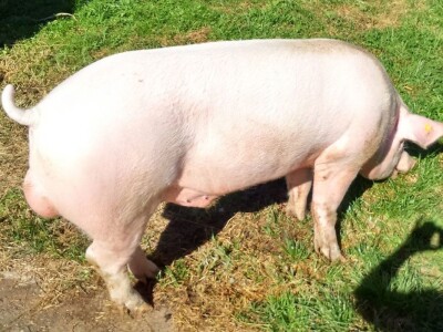 Milan Macanović: Danska genetika je vrhunska i imala je efekta