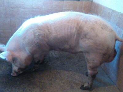 Milan Macanović: Danska genetika je vrhunska i imala je efekta