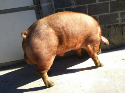 Milan Macanović: Danska genetika je vrhunska i imala je efekta