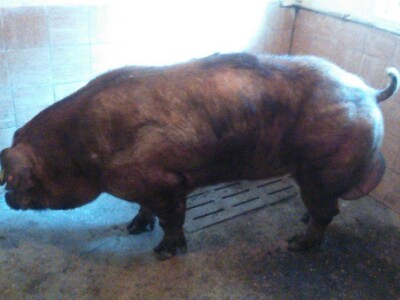 Milan Macanović: Danska genetika je vrhunska i imala je efekta