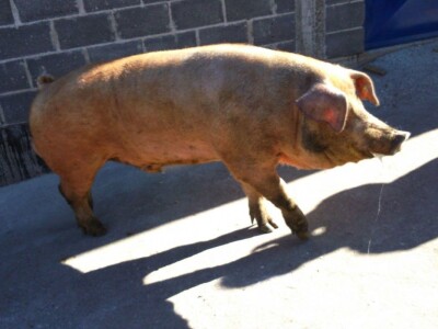 Milan Macanović: Danska genetika je vrhunska i imala je efekta