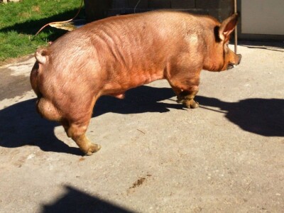 Milan Macanović: Danska genetika je vrhunska i imala je efekta