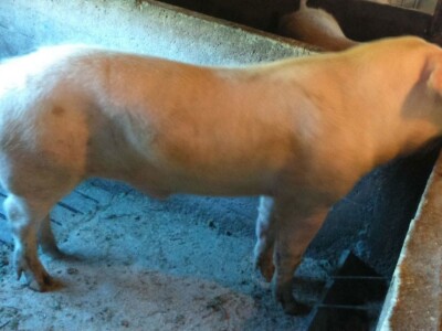 Milan Macanović: Danska genetika je vrhunska i imala je efekta