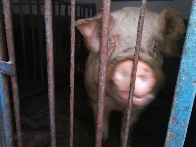 Milan Macanović: Danska genetika je vrhunska i imala je efekta