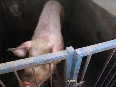 Milan Macanović: Danska genetika je vrhunska i imala je efekta