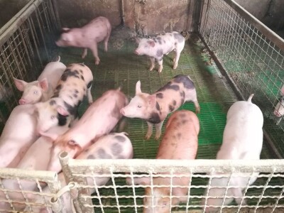 Milan Macanović: Danska genetika je vrhunska i imala je efekta