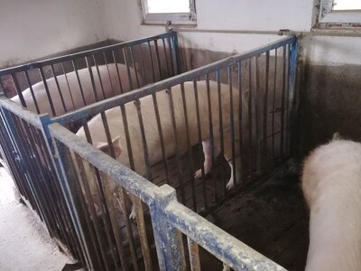 Milan Macanović: Danska genetika je vrhunska i imala je efekta