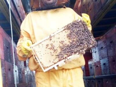 Milan Mesić, Novska