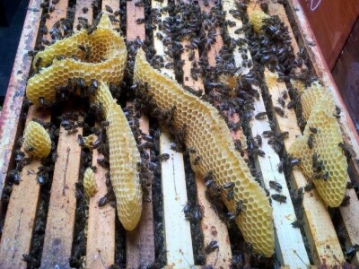 Milan Mesić, Novska