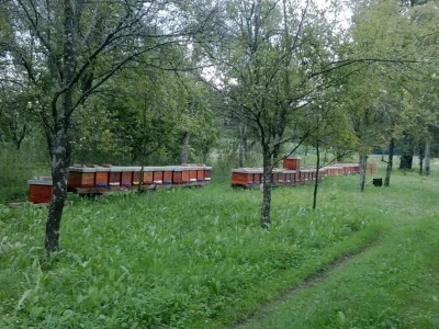 Milan Mesić, Novska