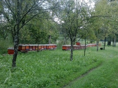 Milan Mesić, Novska