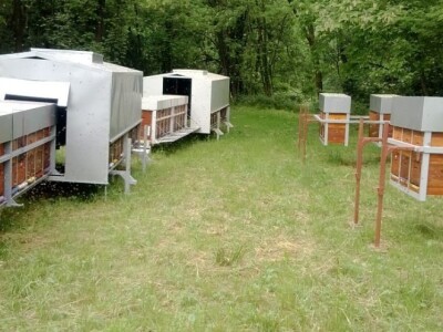 Milan Mesić, Novska