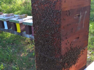 Milan Mesić, Novska