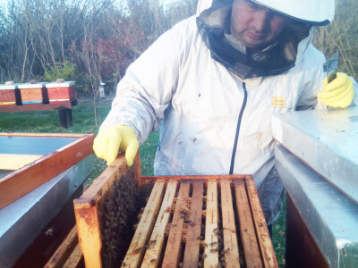 Milan Mesić, Novska