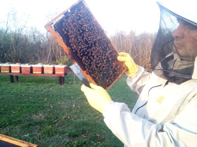 Milan Mesić, Novska