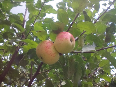 U voćnjaku puno starih sorti jabuka