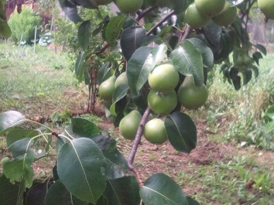 I kruške su dobro urodile