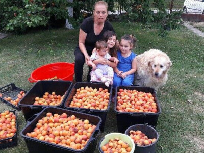 Obilan urod marelica