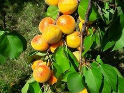 Stare sorte marelica