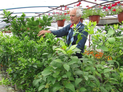 Mile Popović cvjećar